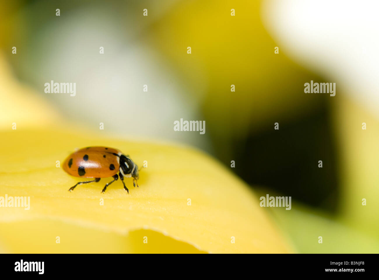Marienkäfer auf gelbe Blütenblätter Stockfoto