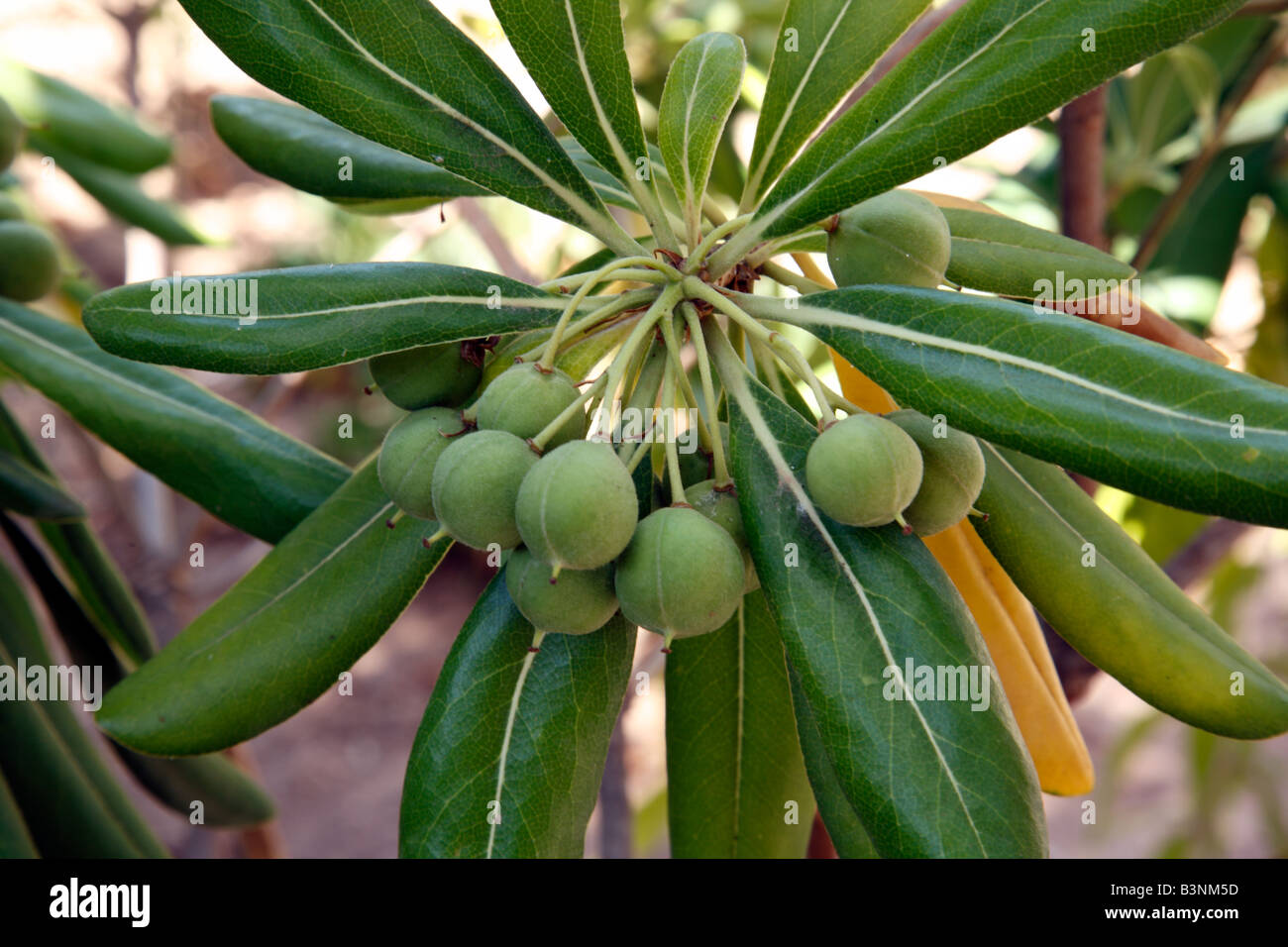 Natur, Pflanzen, Oelbaumgewaechse, Oleaceae, Oelbaum, Olea, Echter Oelbaum, Oliven am Olivenbaum, Olea europaea Stockfoto