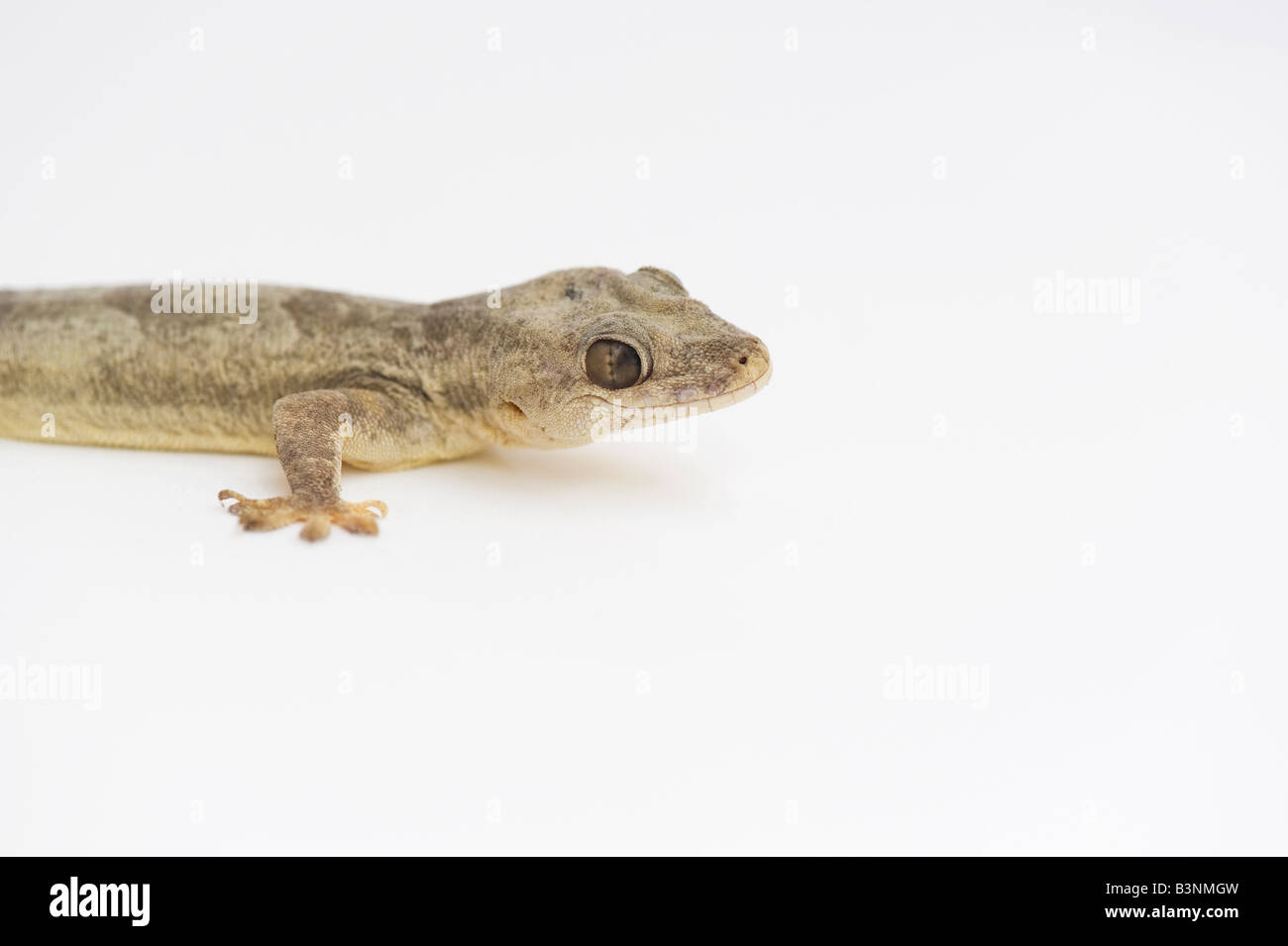 Gecko auf weiß Stockfoto