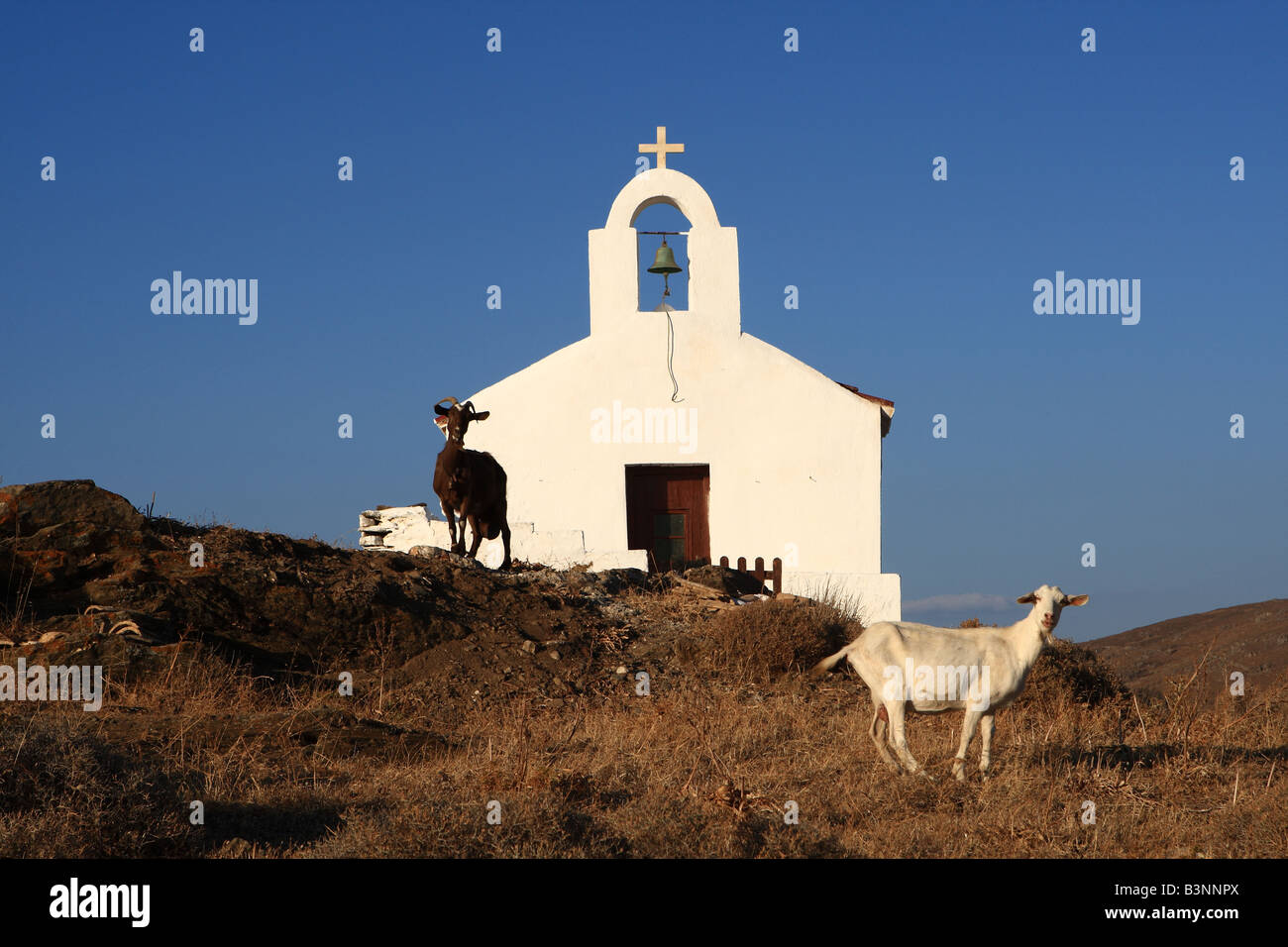 Ziegen vor der kleinen Kirche in Kythnos Insel Cyclades-Griechenland Stockfoto
