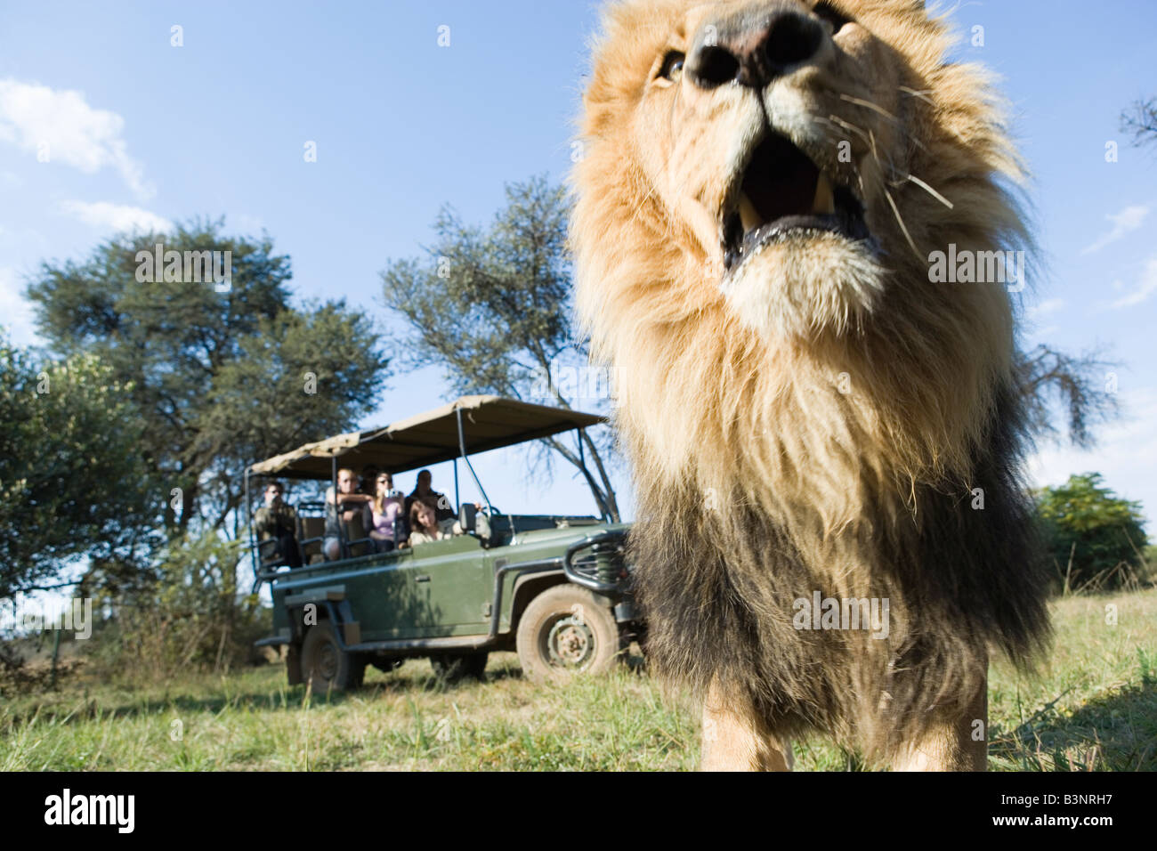 Lion läuft von Safari-Fahrzeug, Gauteng, Südafrika Stockfoto