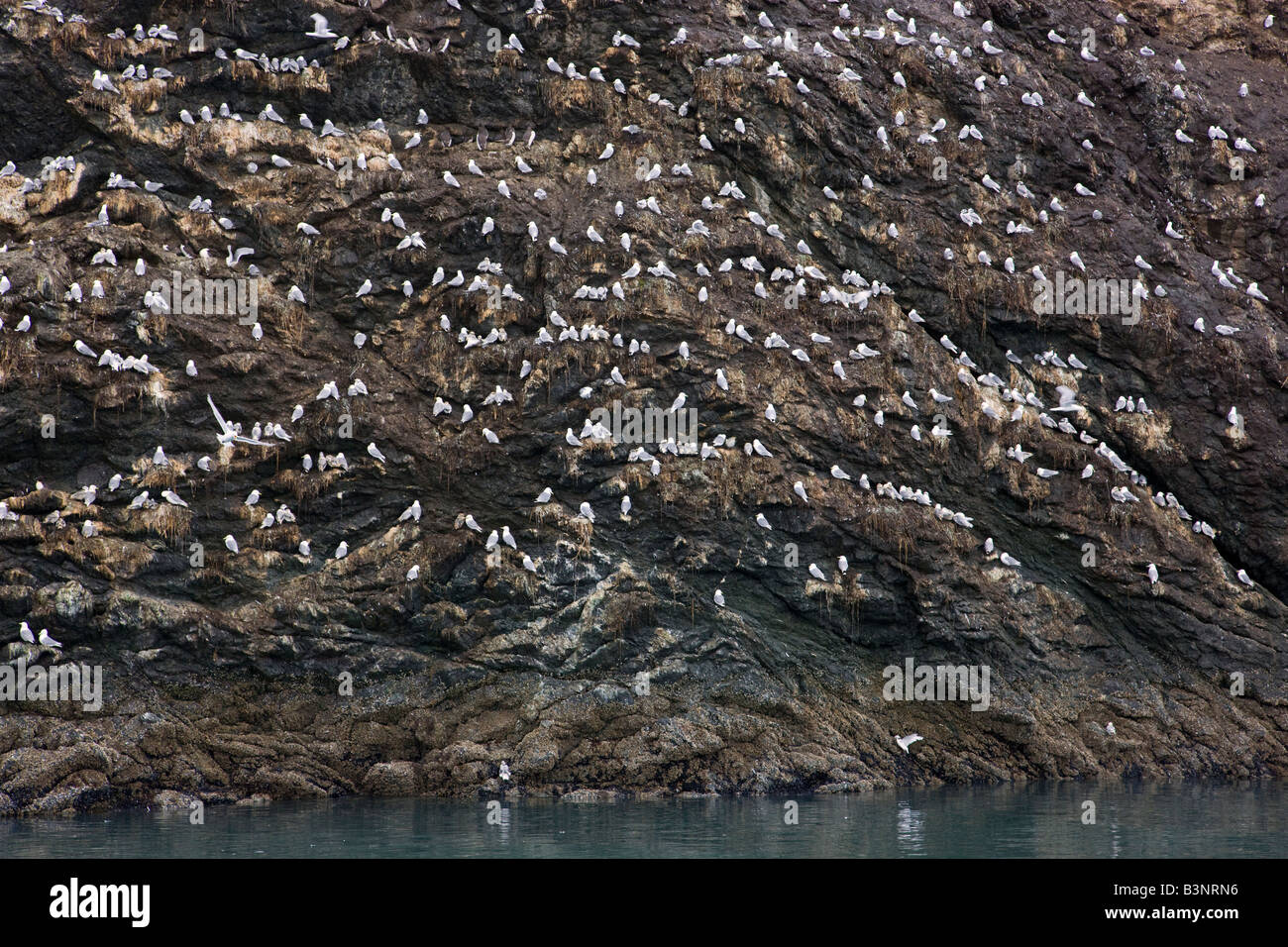 Vögel auf Gull Island Kachemak Bay in der Nähe von Homer Alaska Stockfoto