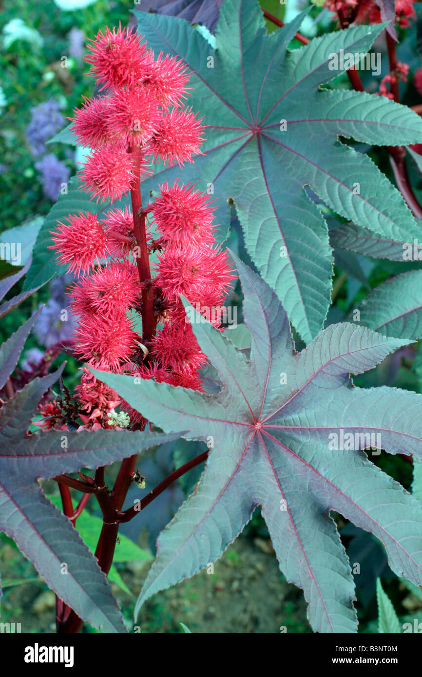 RICINUS COMMUNIS CARMENCITA Stockfoto