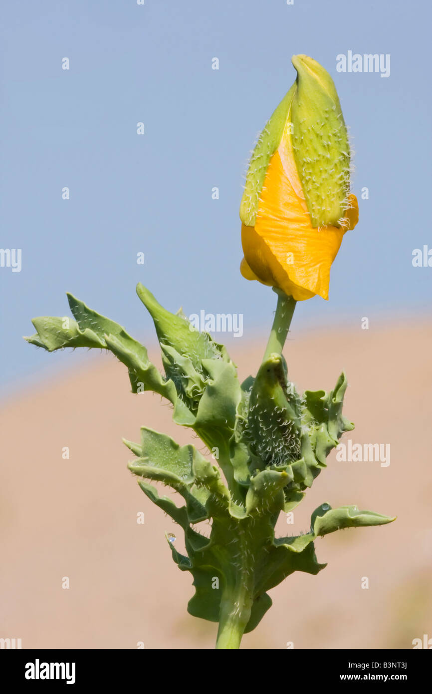Gelbe gehörnten Mohn Stockfoto