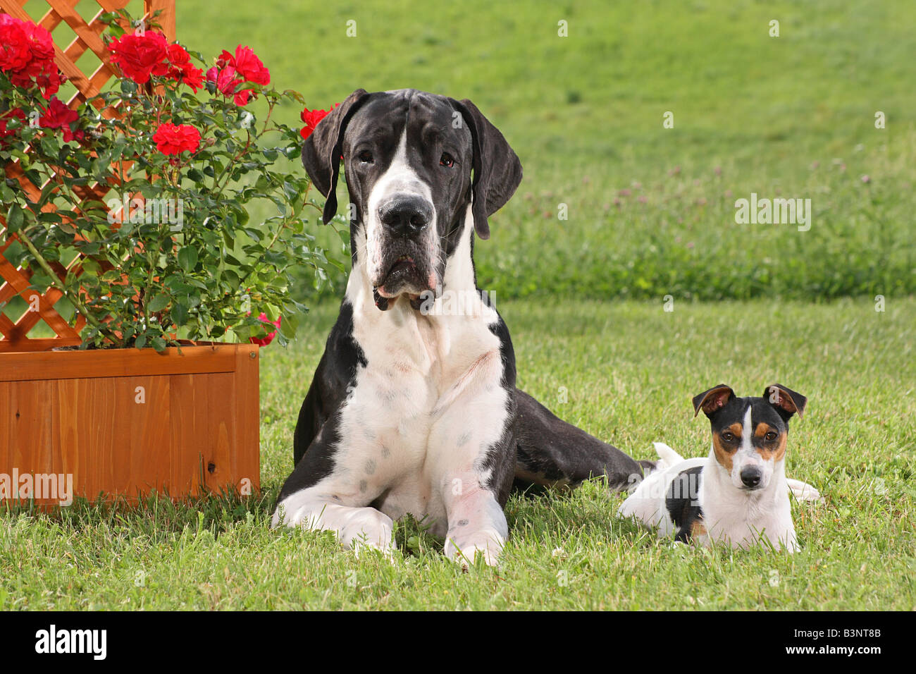 Great Dane und Jack Russell Terrier. Zwei Erwachsene Hunde liegen auf einem Rasen Stockfoto
