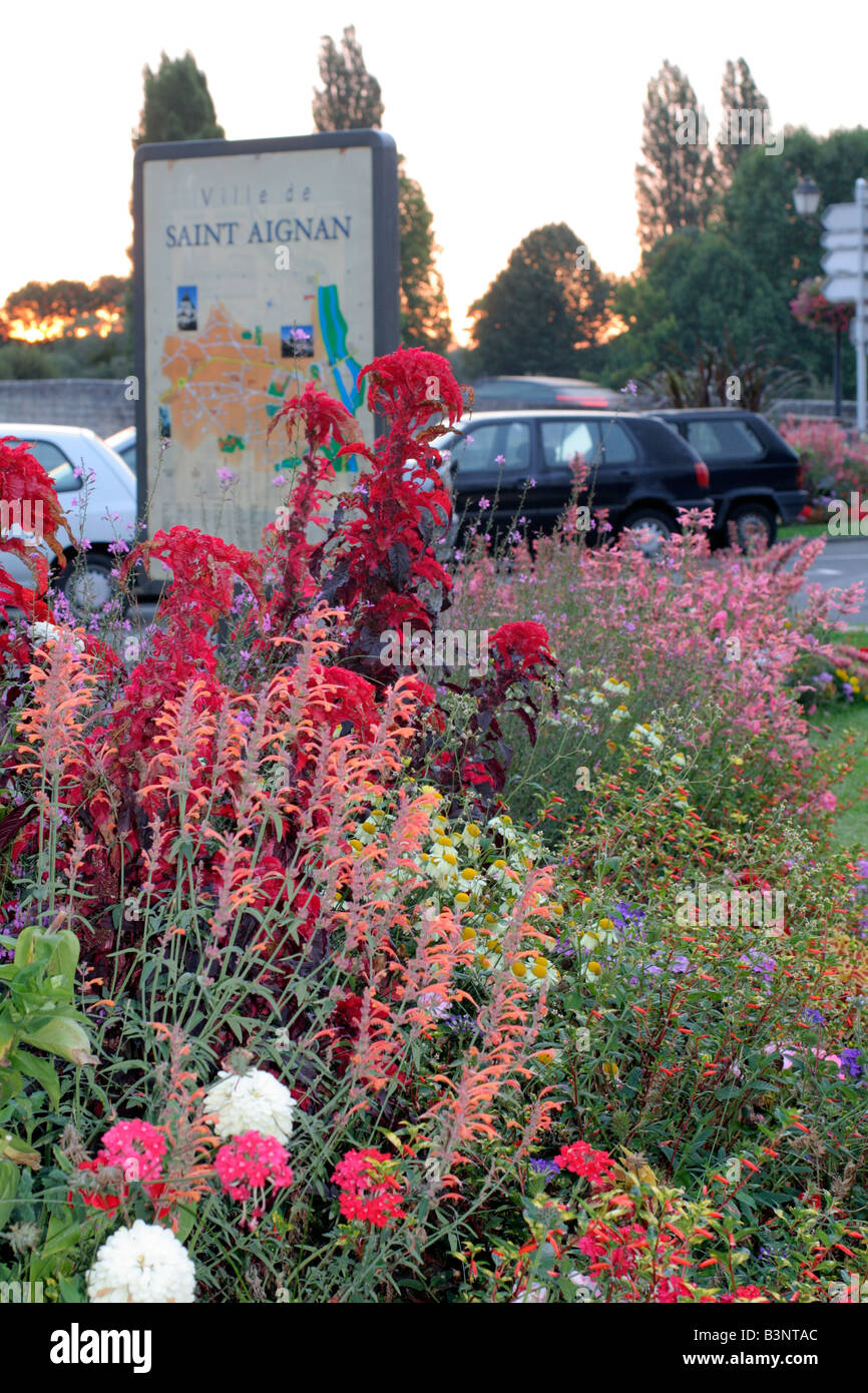 STÄDTISCHE ANNEHMLICHKEIT ANPFLANZUNGEN IN ST. AIGNAN-LOIRE-TAL MIT ANTHEMIS UND WILDFORM Stockfoto