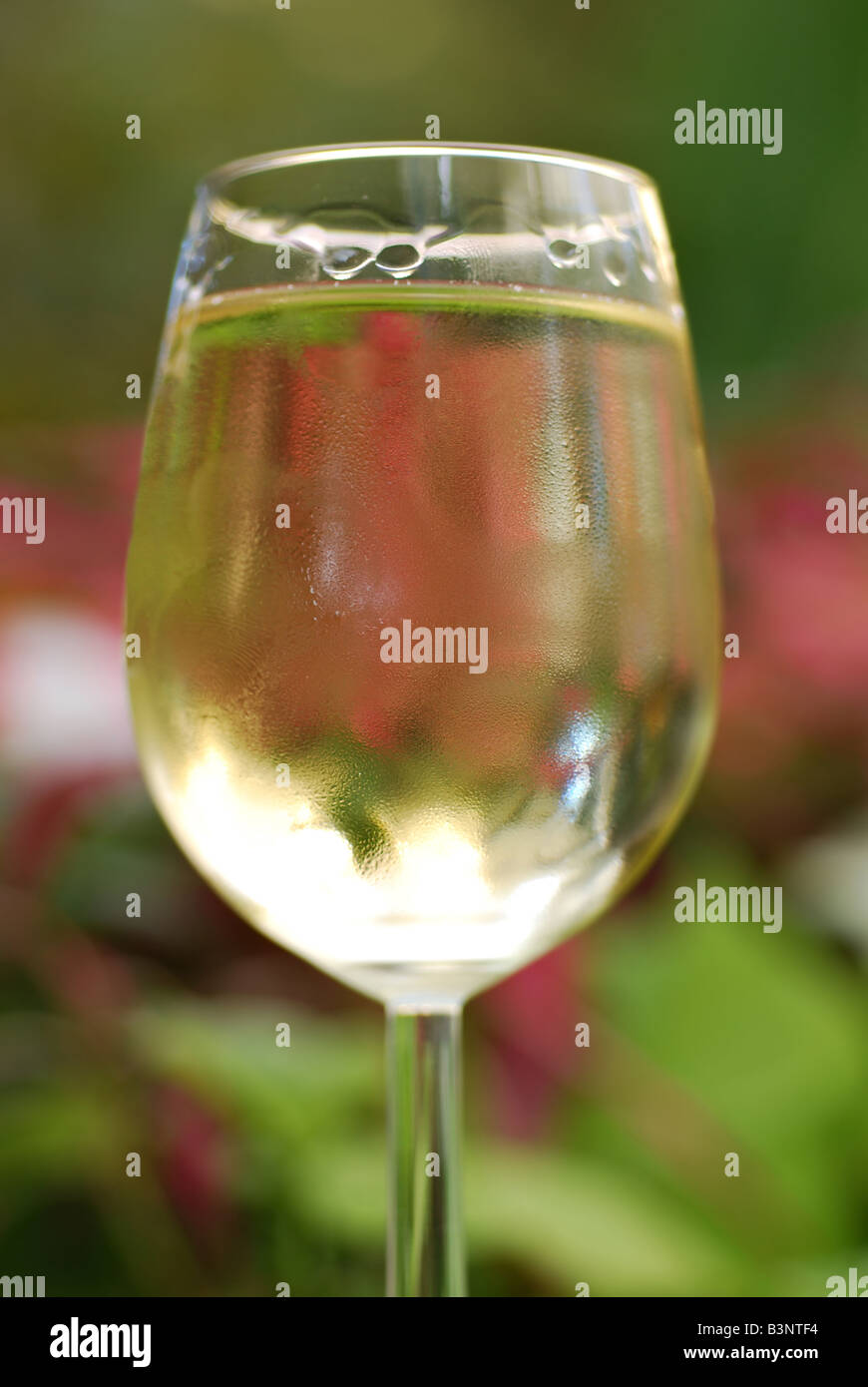 Glas Weißwein inmitten eines tropischen Gartens Stockfoto