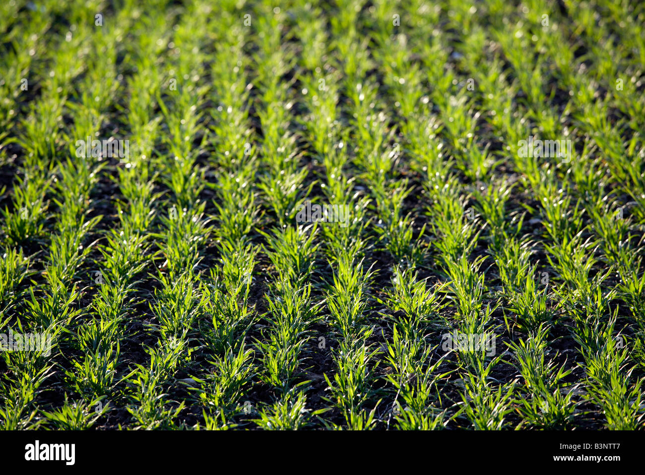 Weizenfeld (Triticum Aestivum) Stockfoto
