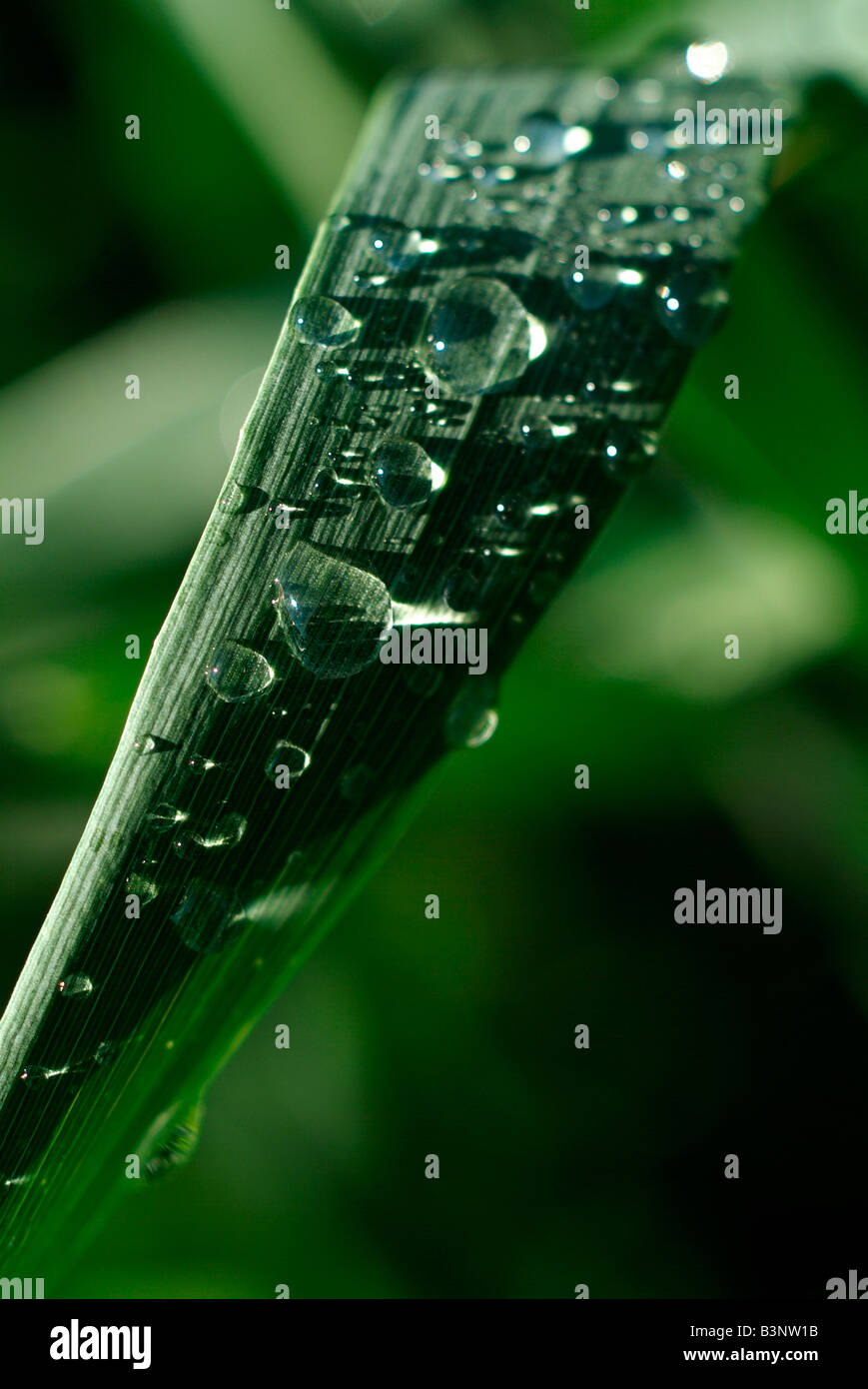 Tautropfen auf Weizen (Triticum Aestivum), Nahaufnahme Stockfoto