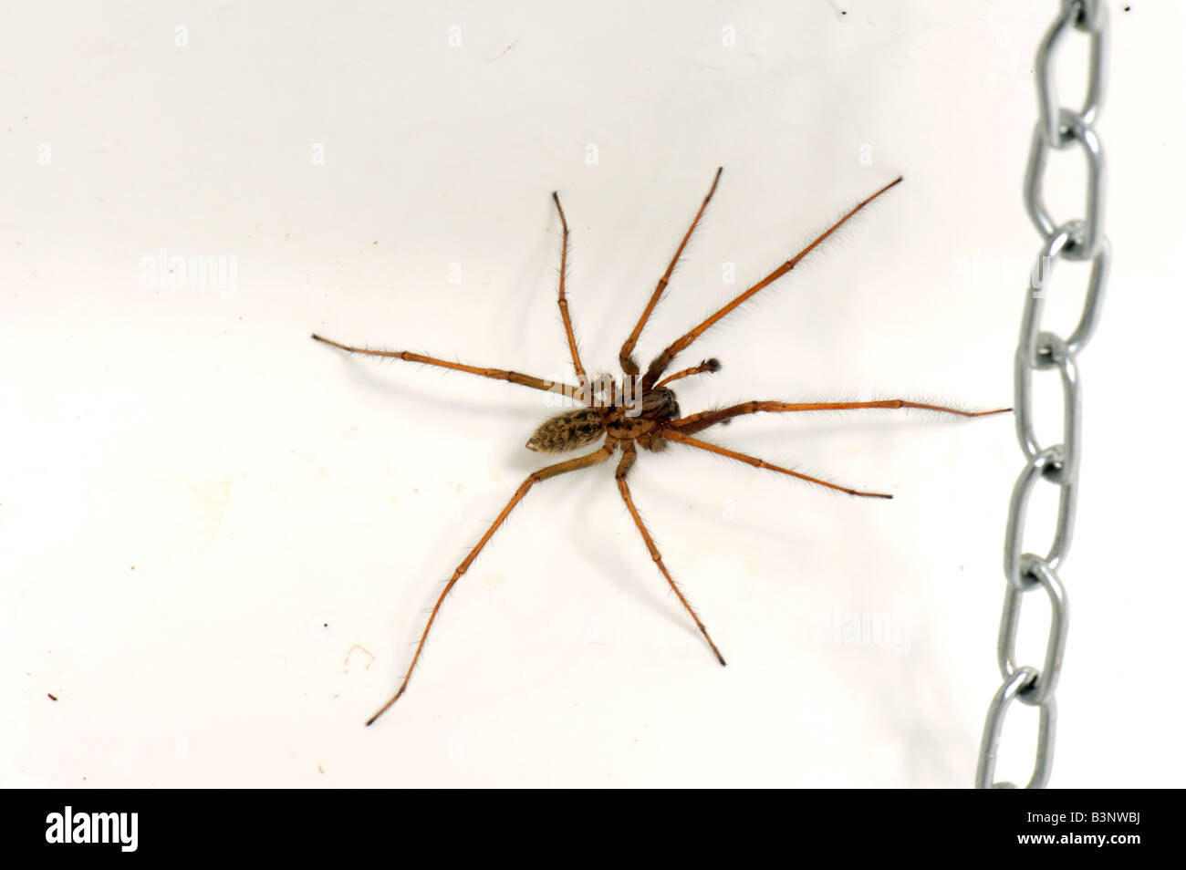 Männliche Haus Spinne Tegenaria Domestica gefangen in einer Küchenspüle im Herbst Stockfoto