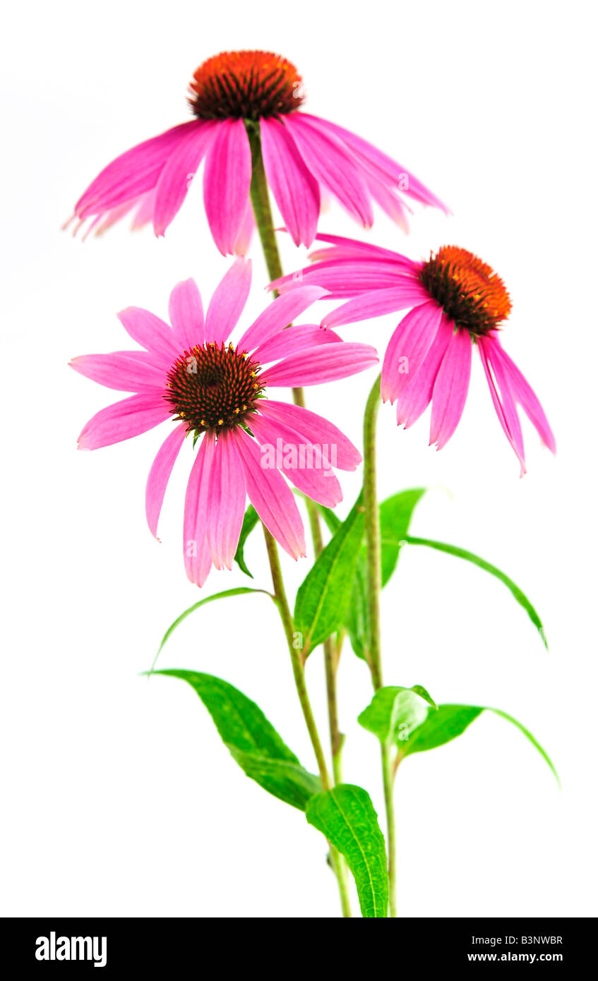 Blühende Heilpflanze Echinacea Purpurea oder Sonnenhut isoliert auf weißem Hintergrund Stockfoto