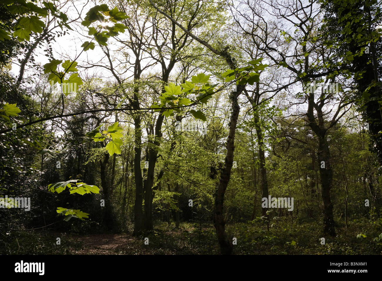 Die Nadelwälder (Woodland Trust), Woodhall Spa, Lincolnshire, England Stockfoto