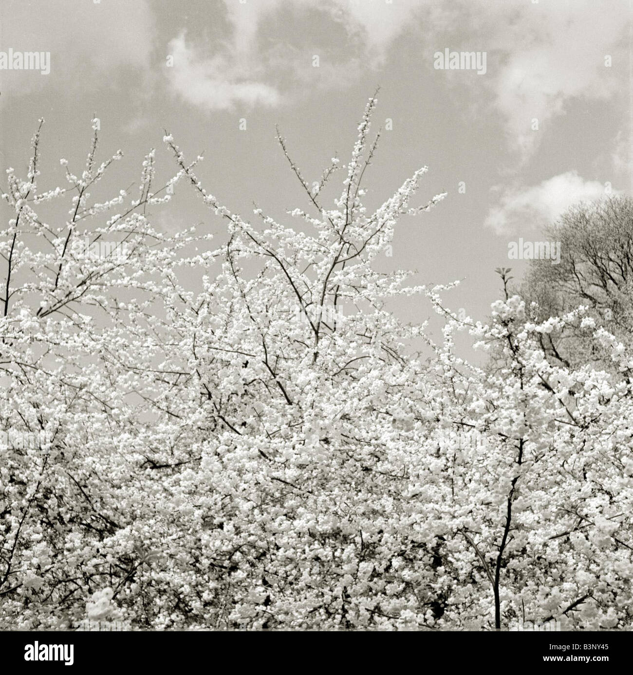 Blüte Bäume Äste winken in den Frühlingswind flauschige weiße Wolken am Himmel ziemlich ruhigen beschaulichen Landschaft Datum unbekannt Stockfoto