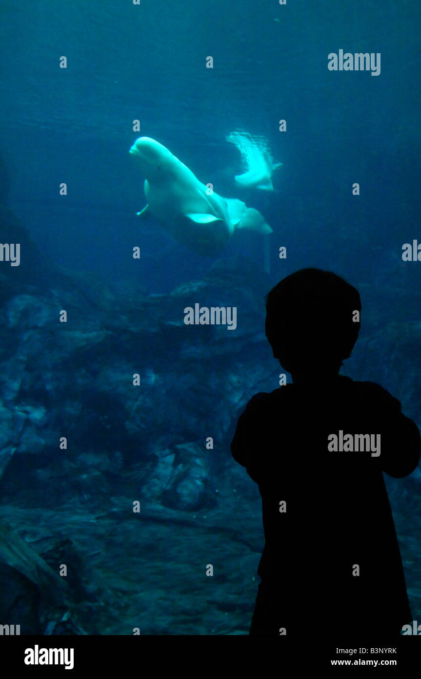 Beluga-Wal Delphinapterus Leucas gefangen Stockfoto