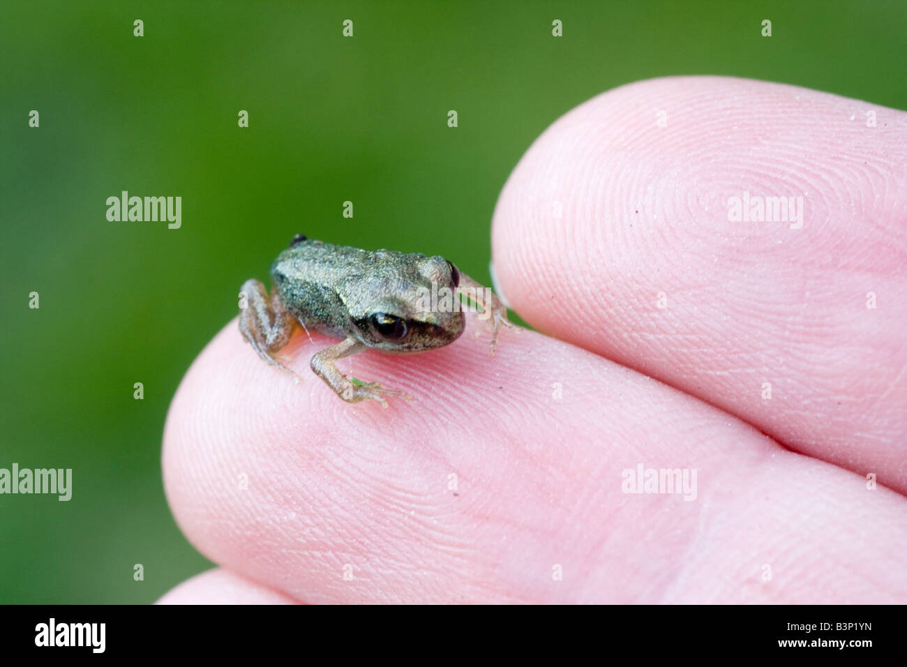 Eine sehr kleine juvenile Frosch sitzt auf einem Finger-Tipp September 2008 Stockfoto