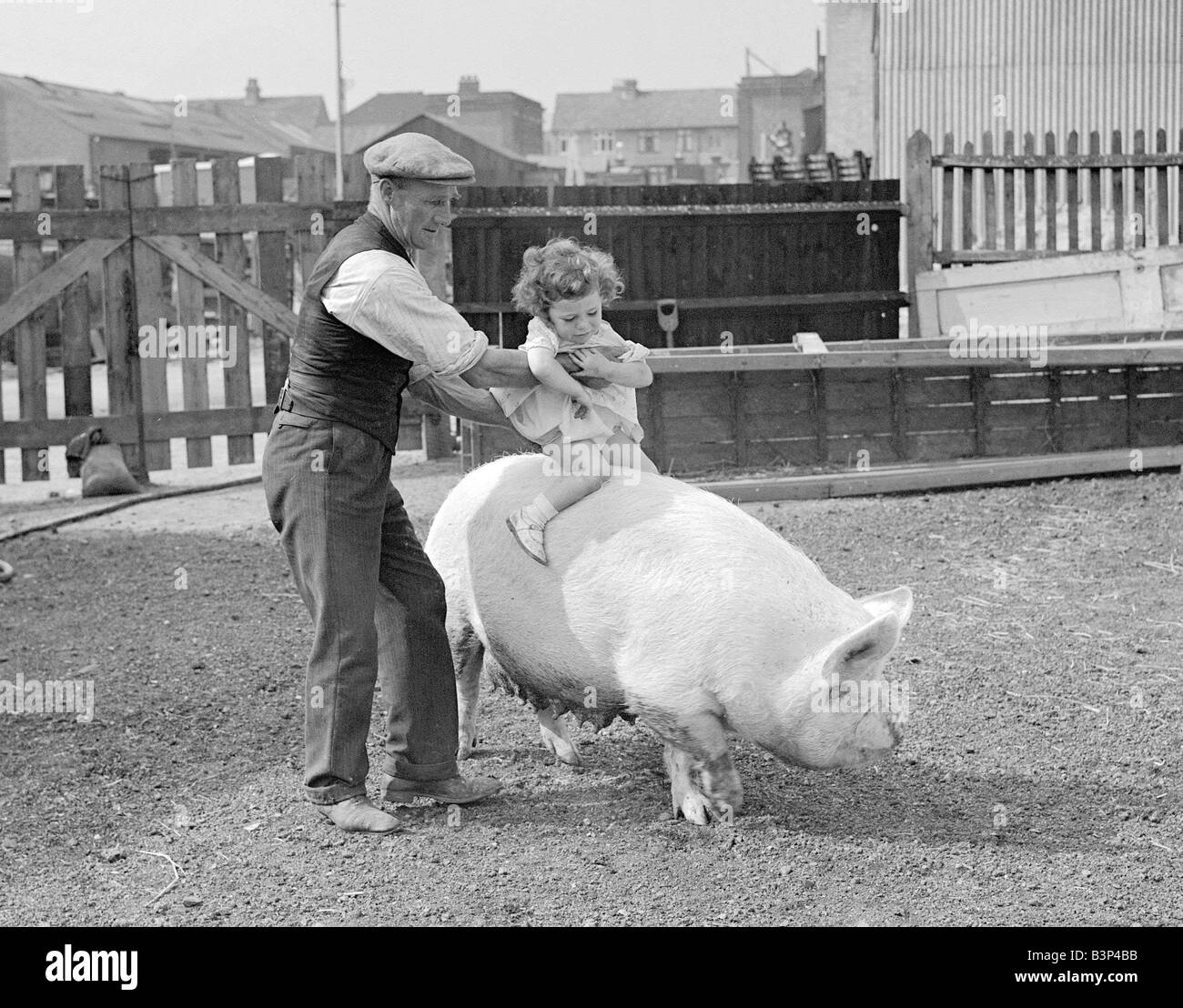 Ein kleines Mädchen reitet ein Schwein in Beckenham Rat Schweinestall Mann flache Kappe halten Mädchen auf der Rückseite ein Sau Schwein WW2 Graben um den Sieg Stockfoto