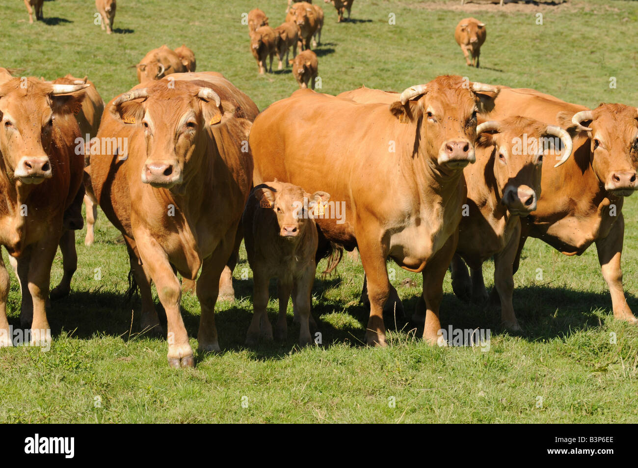 Eine Herde Kühe in Correze, zentralen Region von Frankreich berühmt für seine Kühe Fleischqualität. Diese Kühe werden als Limousinen bezeichnet. Stockfoto