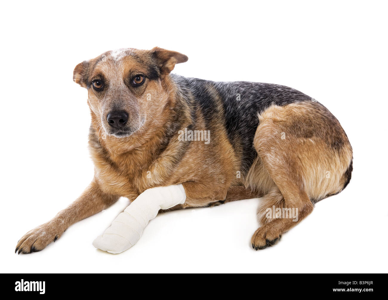 Australian Cattle Dog oder Red Heeler Schmerz bandagiert Pfote isoliert auf weißem Hintergrund Stockfoto