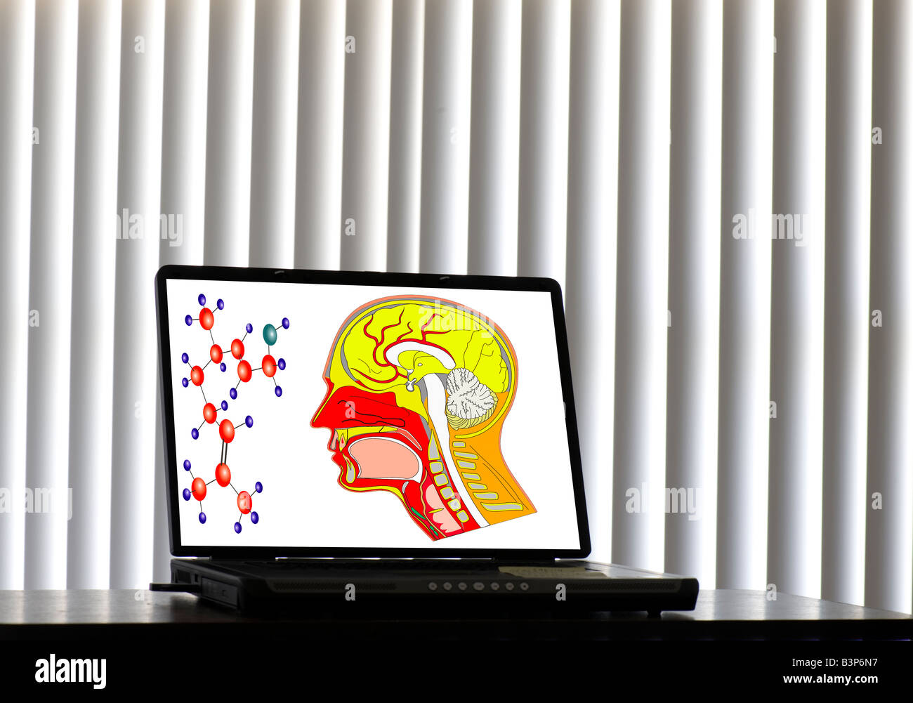 computergenerierte Bild des menschlichen Kopfes und wissenschaftliche Symbole auf Laptop-Bildschirm Stockfoto