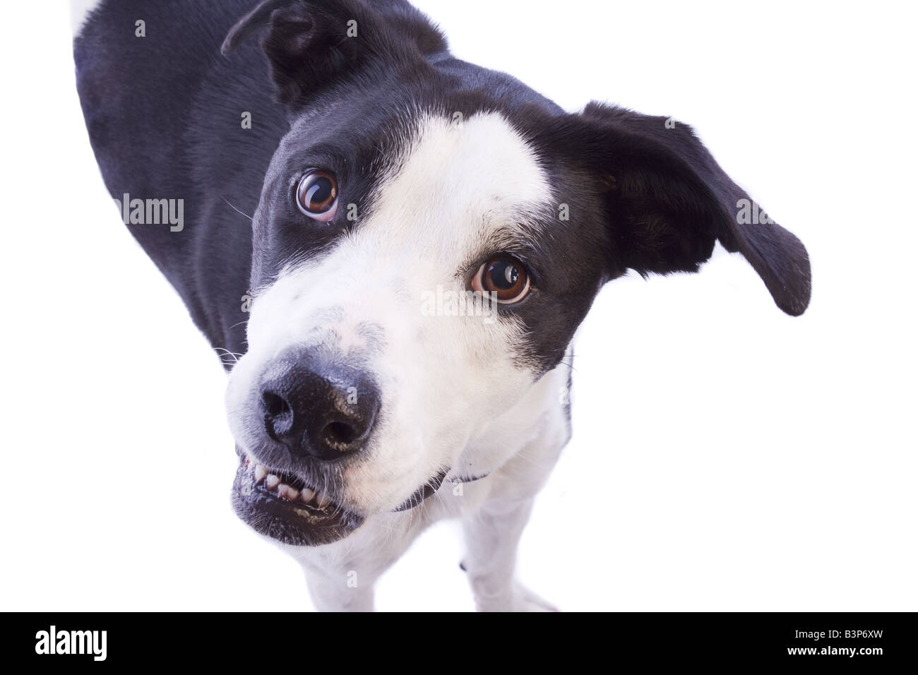 Lächelnde Deutsche Dogge schwarz / weiß Mix Hund isoliert auf weißem Hintergrund Stockfoto