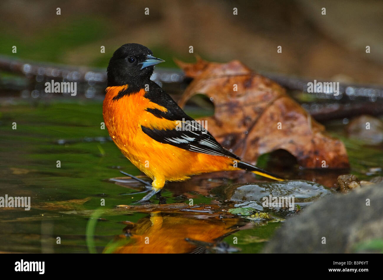 Baltimore Oriole männlich während Frühjahrszug Baden Stockfoto