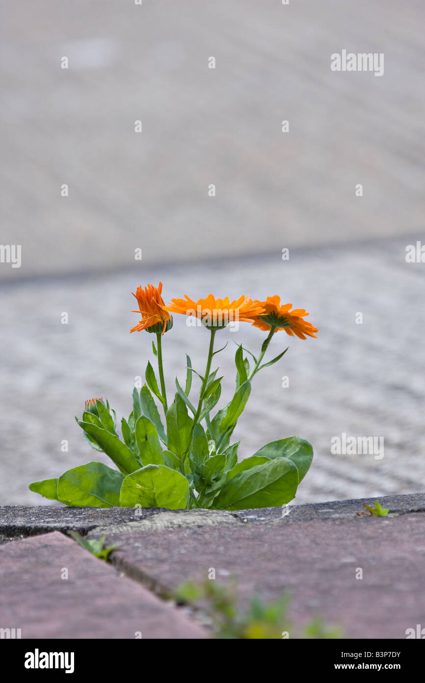 Ringelblume-Pflanze wächst durch Lücke im Pflaster Stockfoto