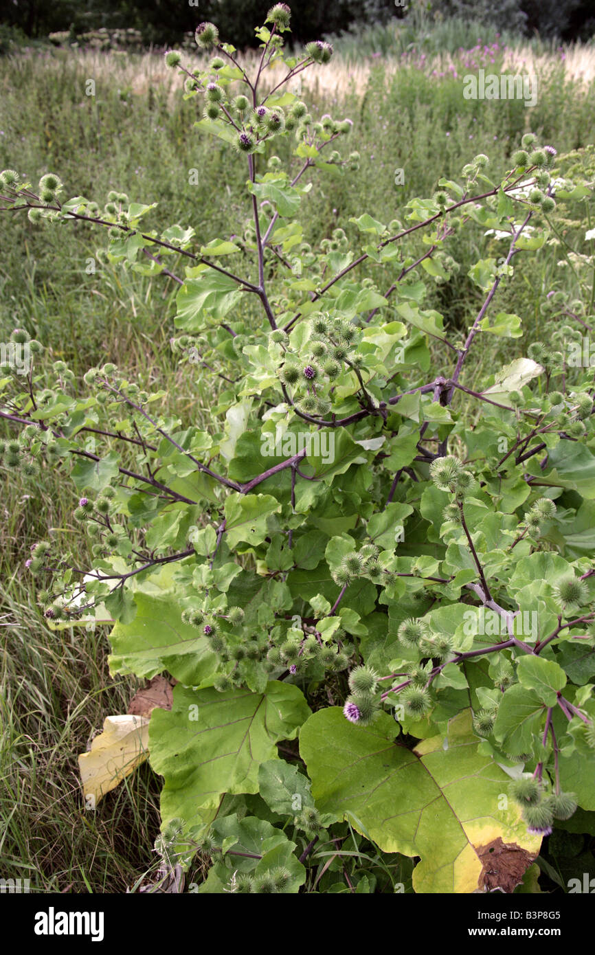 Geringerem Klette Arctium minus Asteraceae aka Burweed, Laus-Bur und Button-Bur Stockfoto