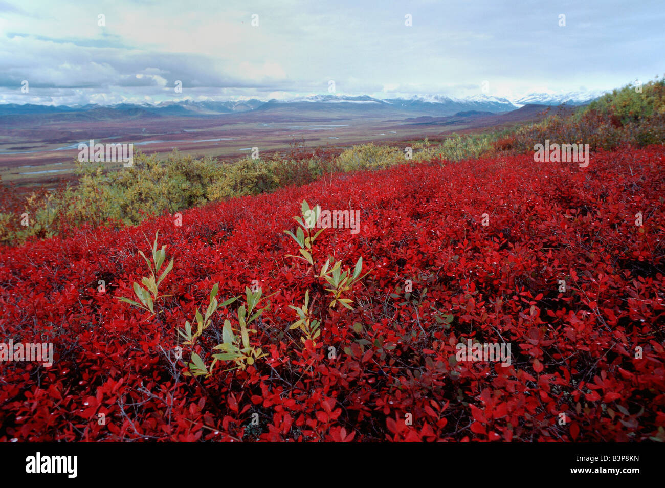 Landschaft mit Herbst farbige Bärentraube Arctostaphylos sp Denali Highway Alaska USA Stockfoto