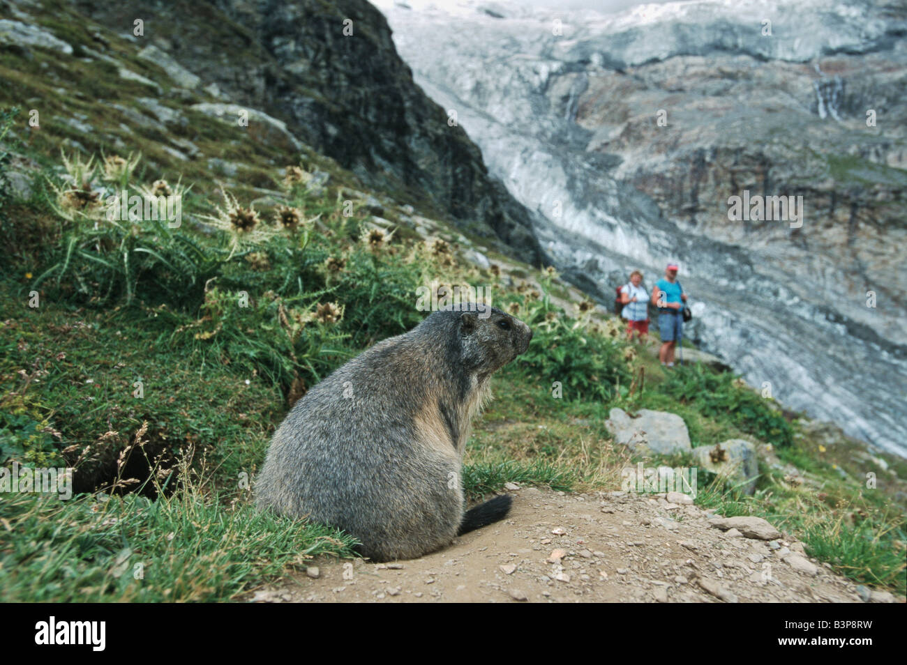 Alpine Marmot Marmota Marmota Erwachsene am Graben beobachten Menschen mit Blick auf den Gletscher Saas Fee Wallis Schweiz Stockfoto