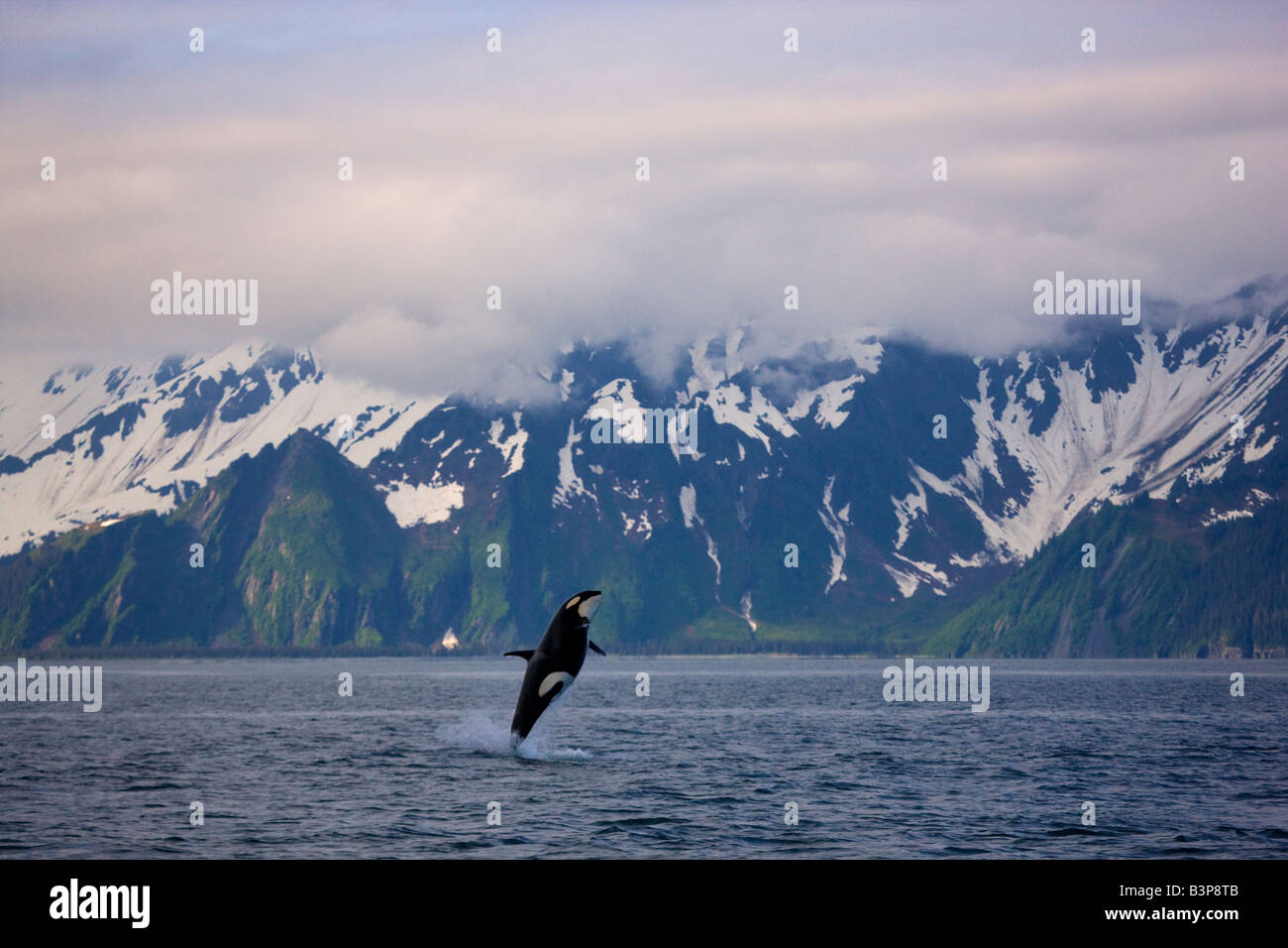 Ein Verstoß gegen Orca Wal an der Küste von Kenai-Fjords-Nationalpark in der Nähe von Seward Alaska Stockfoto