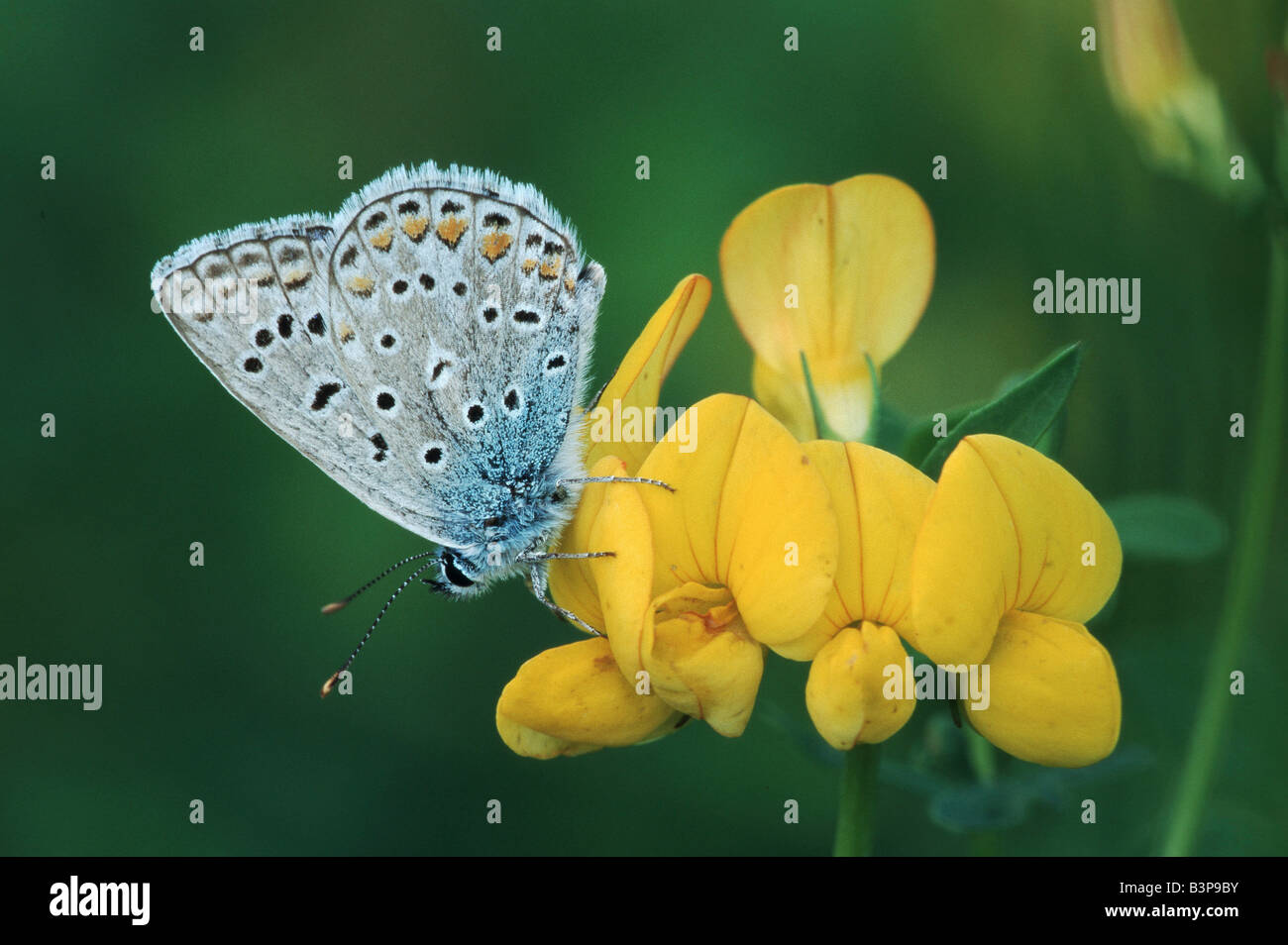 Gemeinsame blaue Polyommatus Icarus Erwachsenen gehockt Blume Schweiz Stockfoto