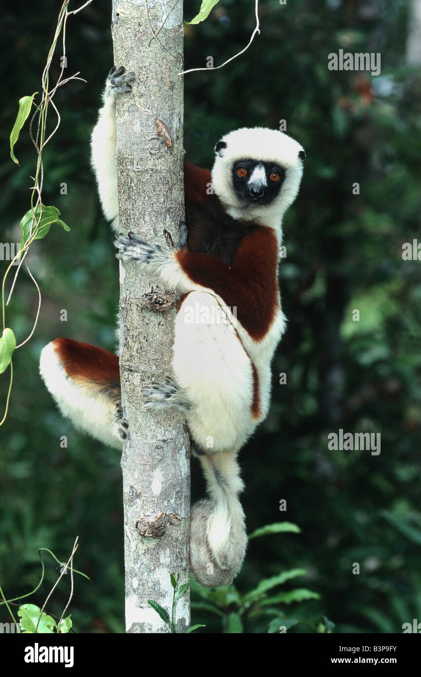 Coquerel Sifaka Propithecus Coquereli Erwachsener im Baum Madagaskar-Afrika Stockfoto