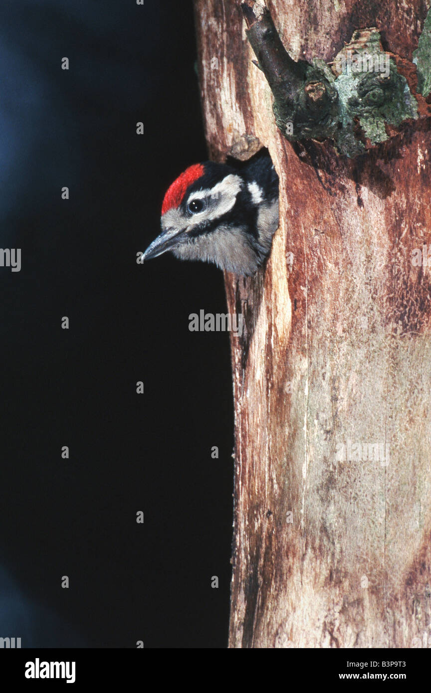 Great Spotted Woodpecker Dendrocopos major jung in Verschachtelung Hohlraum Schweiz Stockfoto