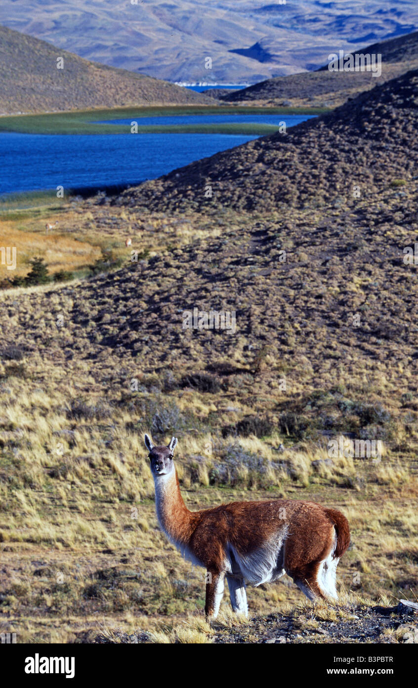 Chile, Patagonien, Torres del Paine Nationalpark. Guanako (wilde südamerikanischen Kameliden) Stockfoto