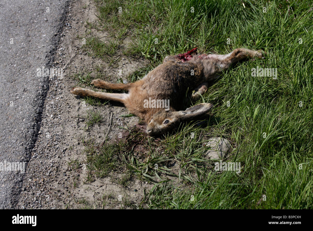 Toten Hasen (Lupus Europaeus), Roadkill, erhöhten Blick Stockfoto