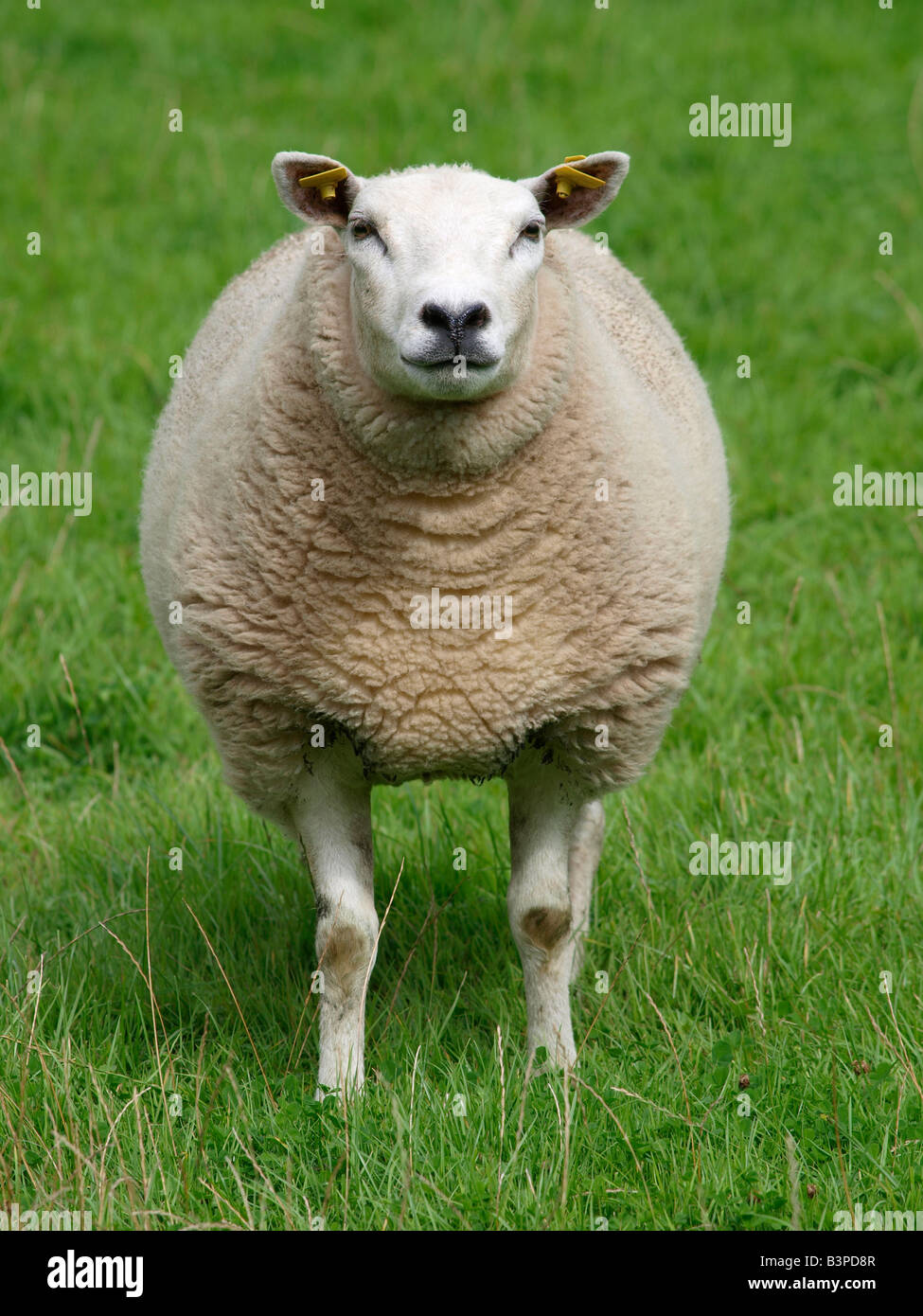 Schaf Tier Porträt frontal stehend in Wiese Fijnaart Stockfoto