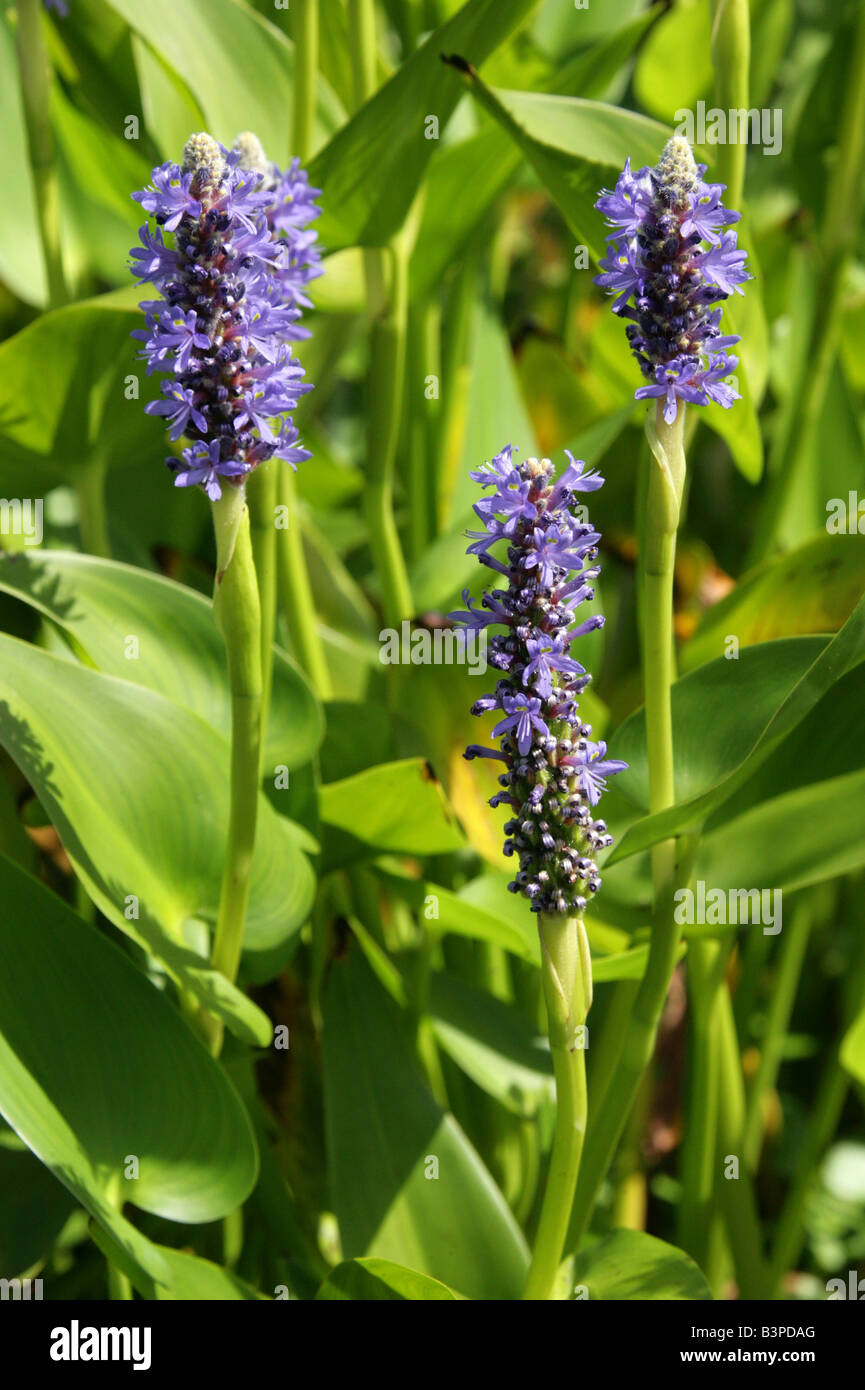 Pickerelweed, Pontederia Cordata, aka Hund-Zunge, Wampees und blaue-Flagge, Nordamerika Stockfoto