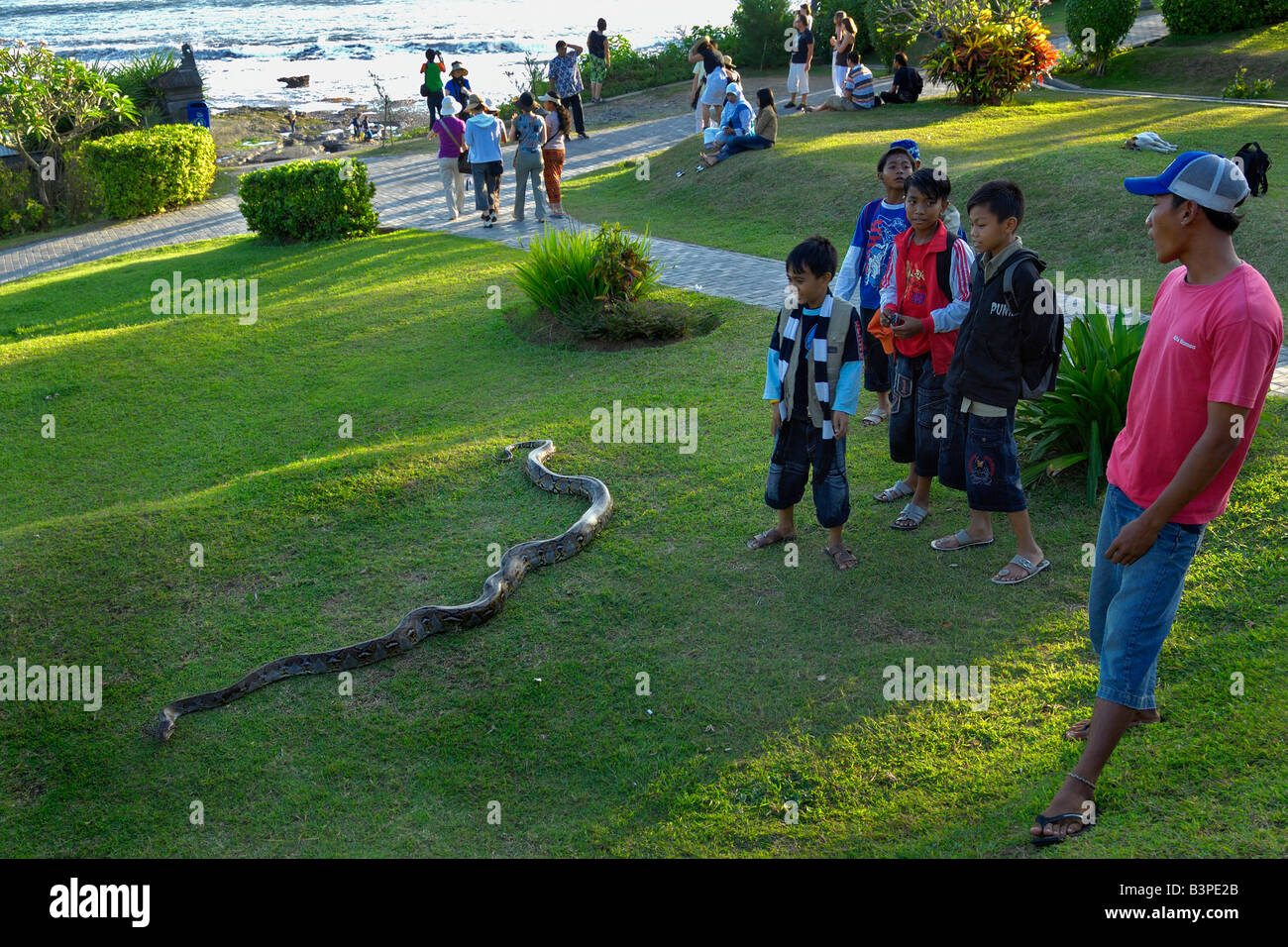 Python (Pythoninae) am Tana Lot Tempel, Bali, Indonesien Stockfoto