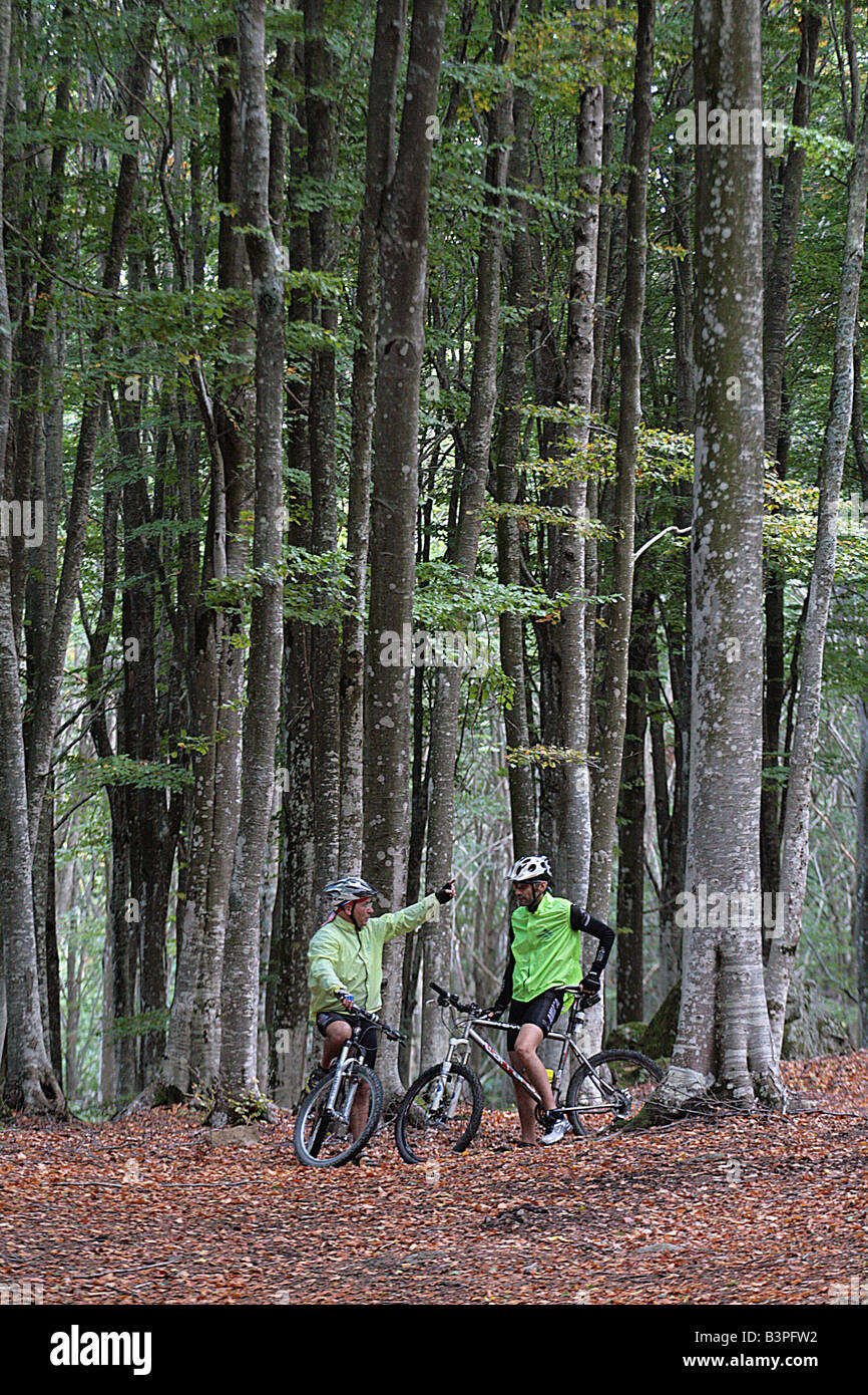 MTB in der Buche in der Nähe von Primo Rifugio, Abbadia San Salvatore, Monte Amiata (senesische Seite) und Umgebung, Toskana, Italien Stockfoto