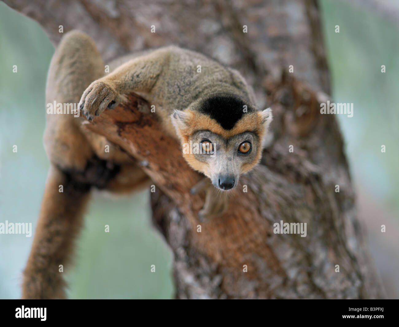 Norden von Madagaskar, ein Männchen gekrönt Lemur (Eulemur Coronatus) in der Nähe von Antsiranana (ehemals Diego Suarez). Diese Lemuren befinden sich nur im nördlichen Madagascar.Lemurs gehören zu einer Gruppe von Primaten Halbaffen, genannt also "vor Affen". Überall in der Welt mit Ausnahme von Madagaskar ersetzten Affen sie vor 35 Millionen Jahren. Madagaskar hat herausragende Artenvielfalt; die meisten seiner Flora und Fauna ist einzigartig auf der Insel und kann nirgendwo gefunden werden. Stockfoto