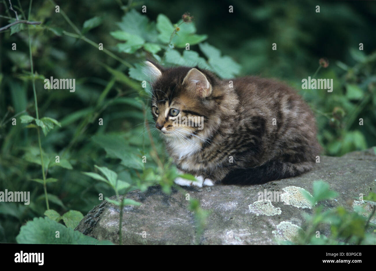 Grau Tabby Kätzchen sitzt auf einem Stein im Garten Stockfoto