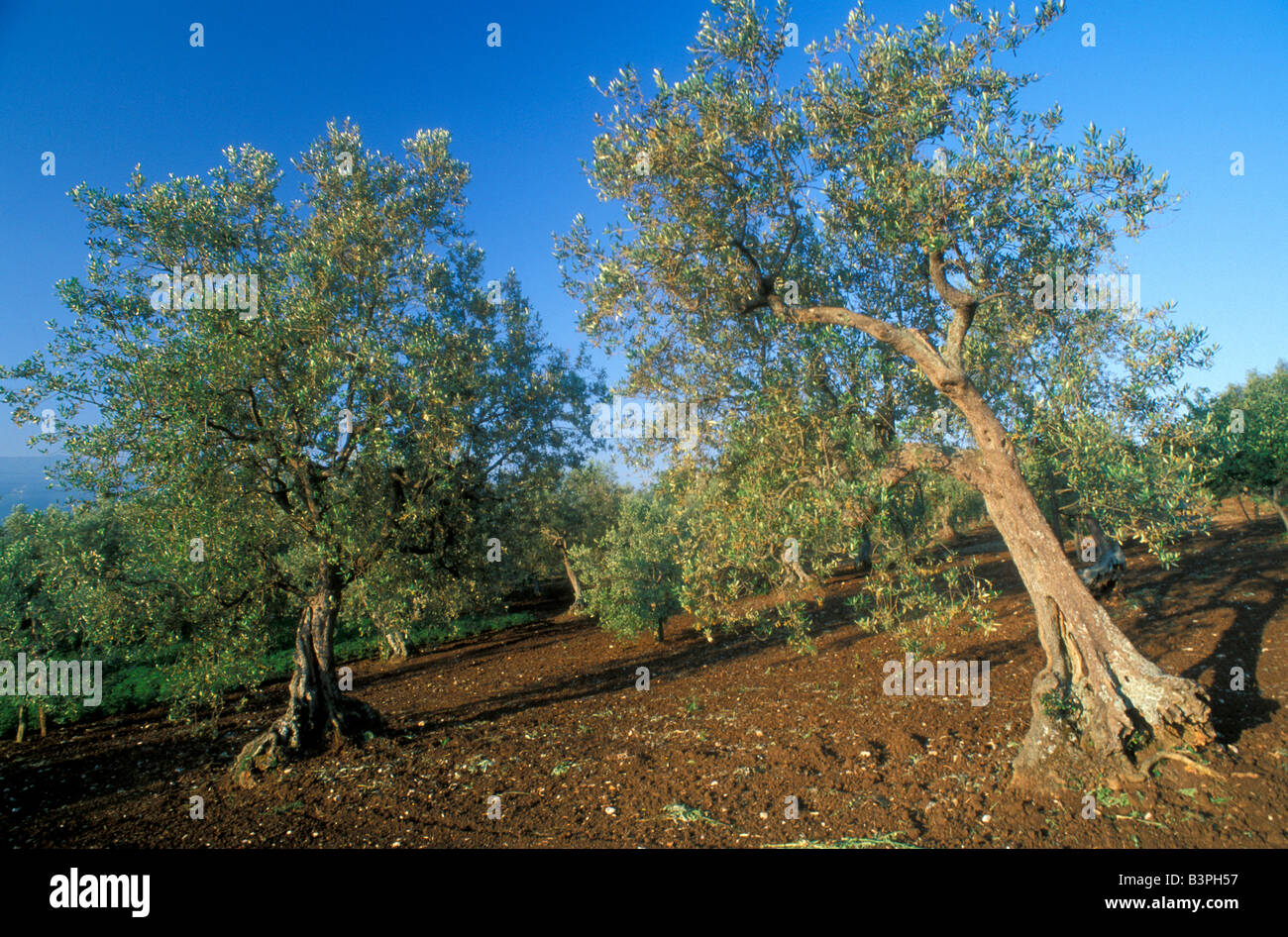 Benevento, Kampanien, Italien Stockfoto