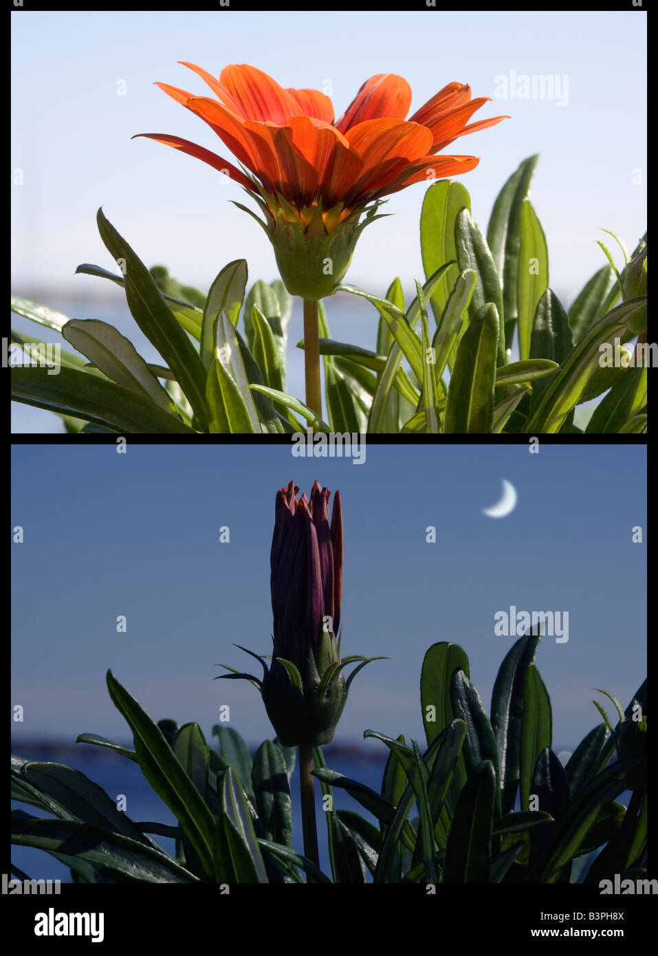 Eine zwei Panel Sequenz Collage zeigt die Lichtempfindlichkeit einer Gazanien Blume, die in der Nacht geschlossen. Stockfoto
