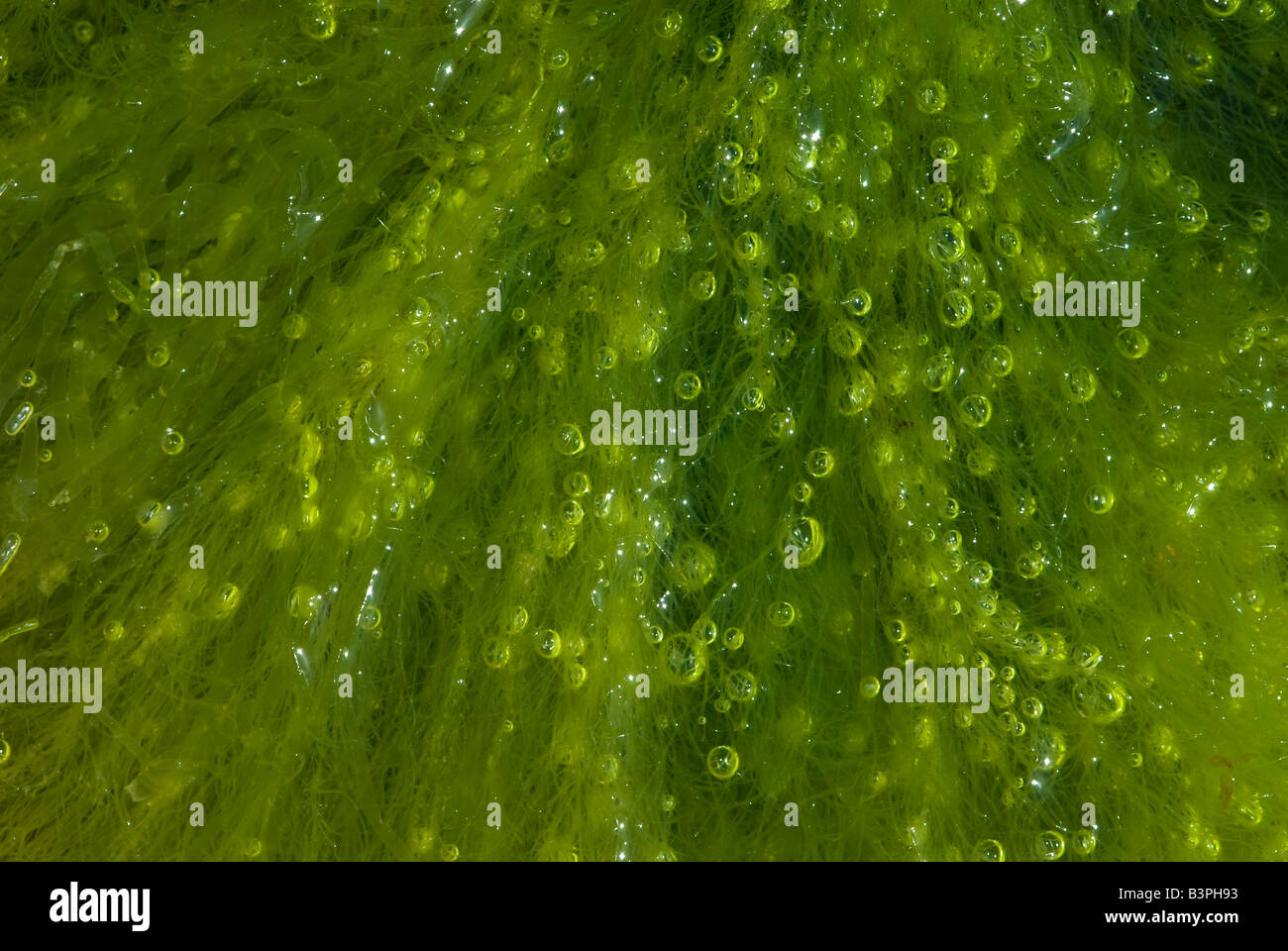 Grüne Algen mit Luftblasen, die durch Photosynthese produziert. Stockfoto