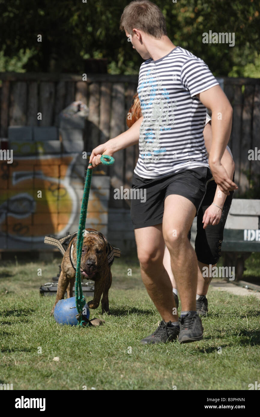Pit Bulls bei Wettkämpfen während Pit Bull Show in Zbroslawice, Polen. Stockfoto