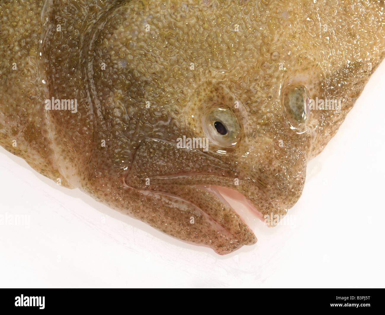 Turbot Fisch Stockfoto