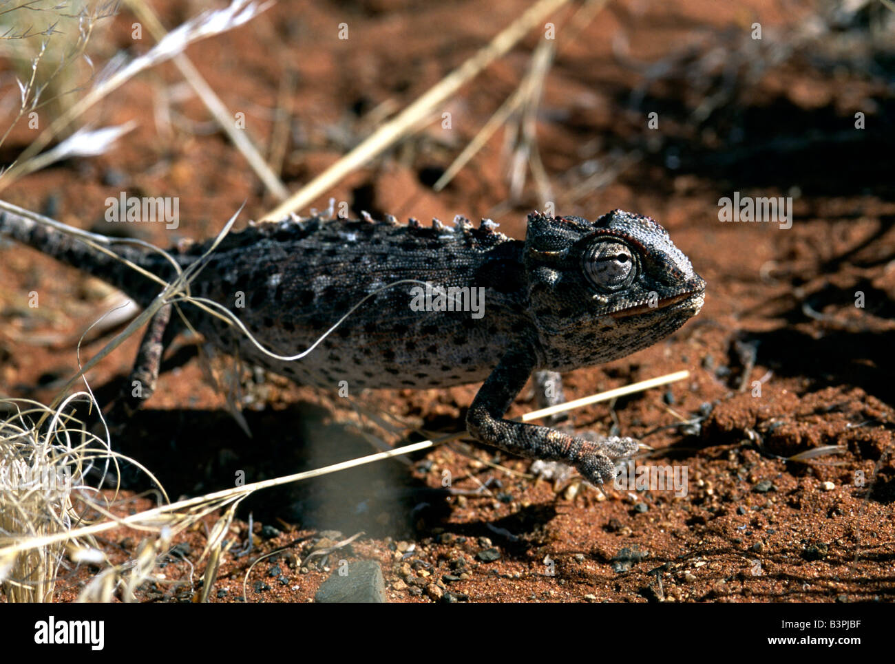 Namaqua Chamäleon (Chamaeleo Namaquensis), Tok Tokkie Trail, NamibRand Nature Reserve, Namibia, Afrika Stockfoto