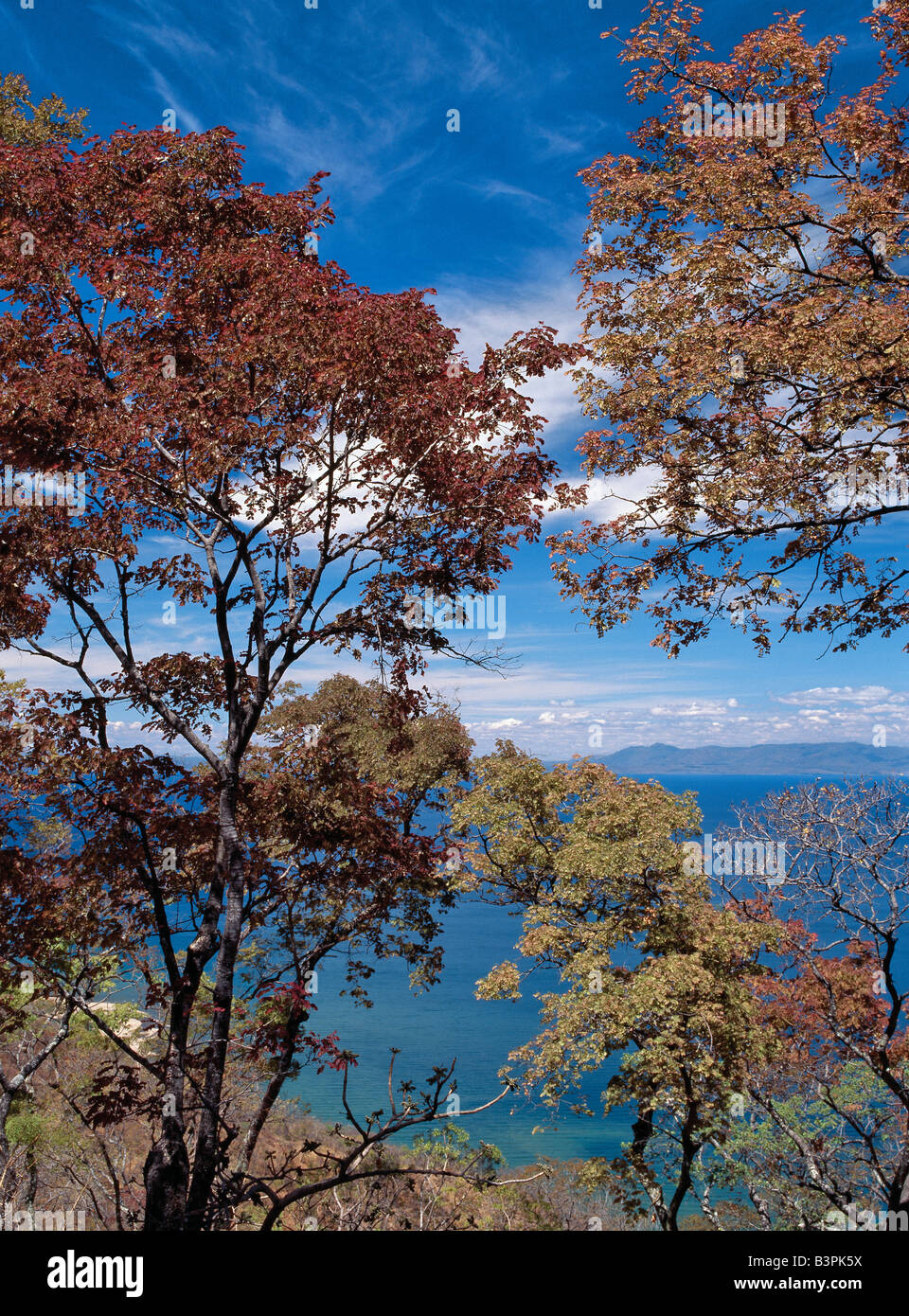 Malawi, Malawi-See, Chiweta. Schöne Brachystegia Bäume neu im Blatt mit herbstlichen Farben übersehen Malawi-See auf der Rif Stockfoto