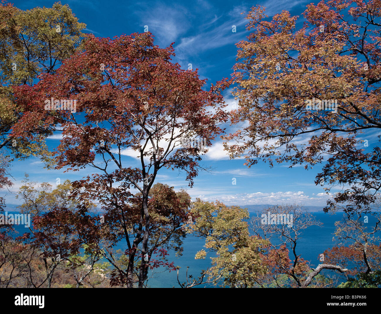 Malawi, Malawi-See, Chiweta. Schöne Brachystegia Bäume neu im Blatt mit herbstlichen Farben übersehen Malawi-See auf der Rif Stockfoto