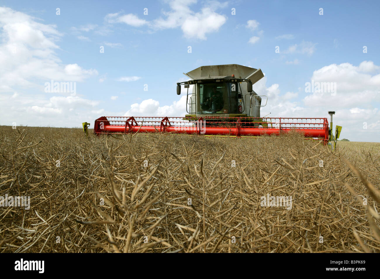 Raps Geerntet Auf Famrmland In Suffolk Uk Stockfoto Bild